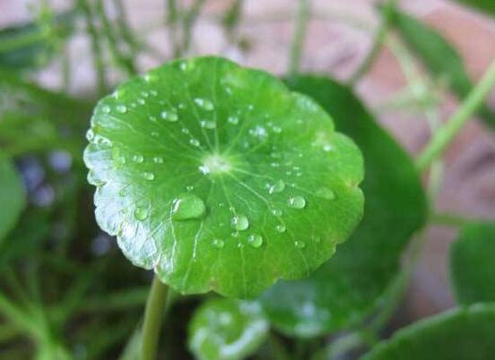 銅錢草的禁忌擺放位置，只要注意這四大位置便可