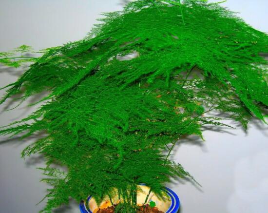 文竹肥料有哪些，餅肥、無(wú)機(jī)復(fù)合肥、液肥為主(枝繁葉茂)