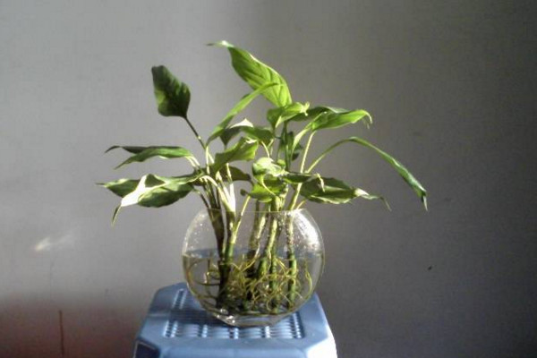 如何水養(yǎng)萬年青，掌握換水規(guī)律最重要