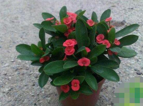 虎刺梅對(duì)人身體有害嗎，只需要注意避免接觸即可