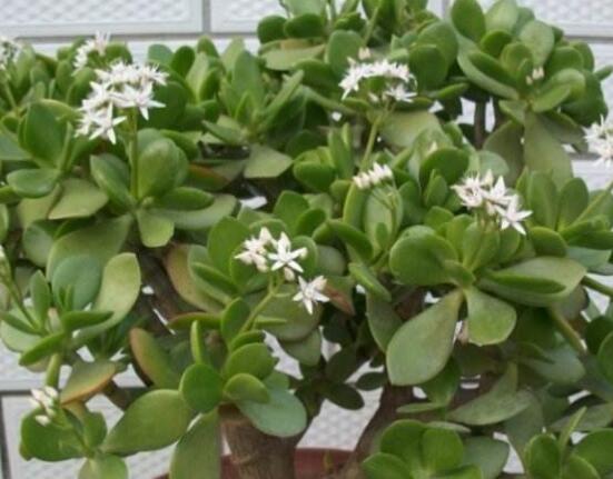 玉樹(shù)花盆景圖片大全，每個(gè)盆景都玉樹(shù)臨風(fēng)、多姿多彩