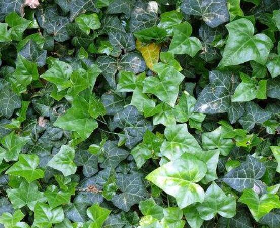 常春藤葉片干枯怎么辦，四種原因以及解決方法