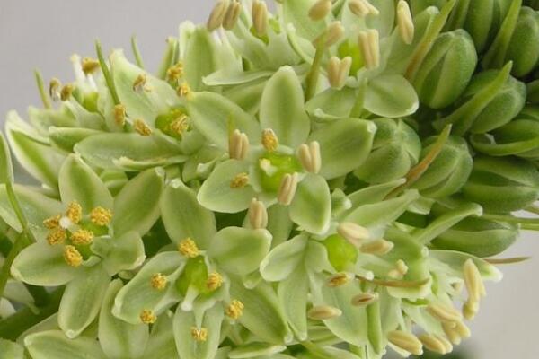 萬(wàn)年青的種類(lèi)，常見(jiàn)的有五種