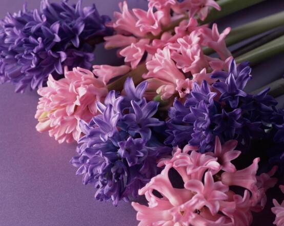 風(fēng)信子葉子太長立不住是怎么回事，教你常見三種原因以及解決方法