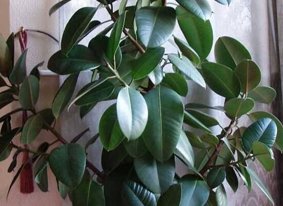 橡皮樹怎么換盆，教你四個(gè)簡(jiǎn)單易學(xué)的方法