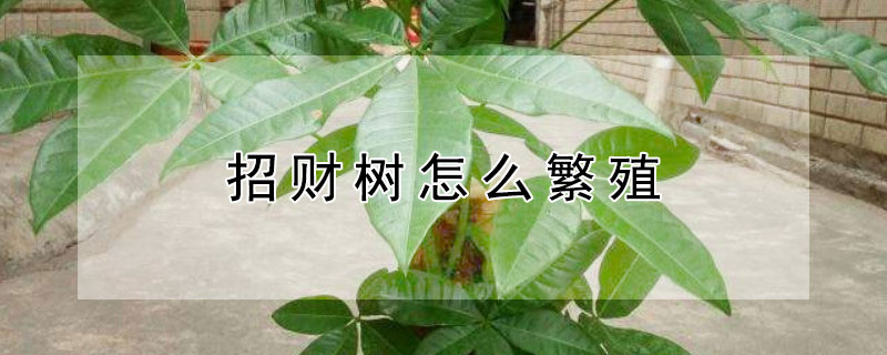 招財(cái)樹怎么繁殖