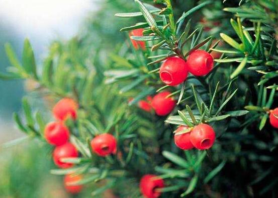 紅豆杉用什么土栽培好，疏松透氣、保水保肥