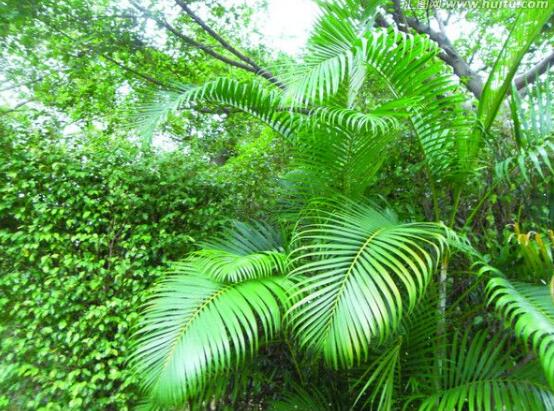 鐵樹怎么澆水，鐵樹澆水方法