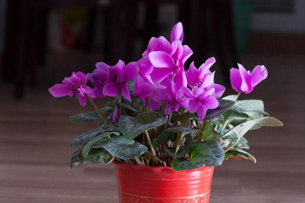 仙客來夏季不休眠法，控制好光照以及溫度