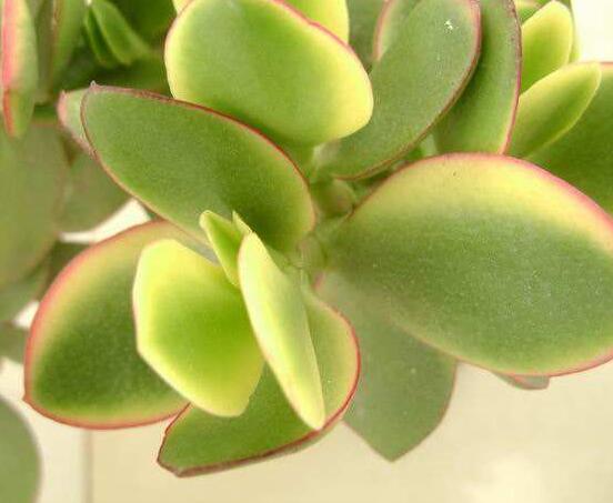 燕子掌掉葉子怎么辦，老農(nóng)教你三種最直觀解決方法