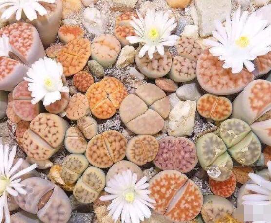 生石花夏天發(fā)皺，保持散射光環(huán)境/盆土疏松透氣