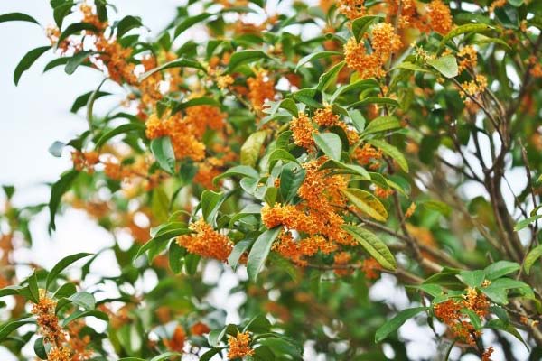 桂花樹的養(yǎng)殖方法和注意事項