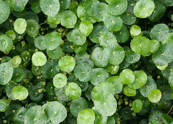 銅錢草水培變黃怎么辦，做好六大要點(diǎn)變得青翠碧綠