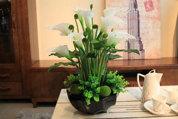 馬蹄蓮種球怎么種植，種植步驟以及前期養(yǎng)護技巧