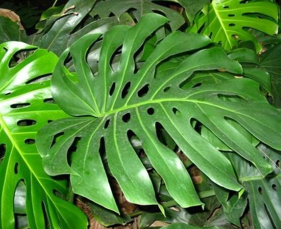 龜背竹黑斑病怎么辦，及時摘除病葉、噴灑藥物/保持通風透氣