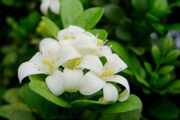 九里香快速粗枝，保證光照、養(yǎng)分充足