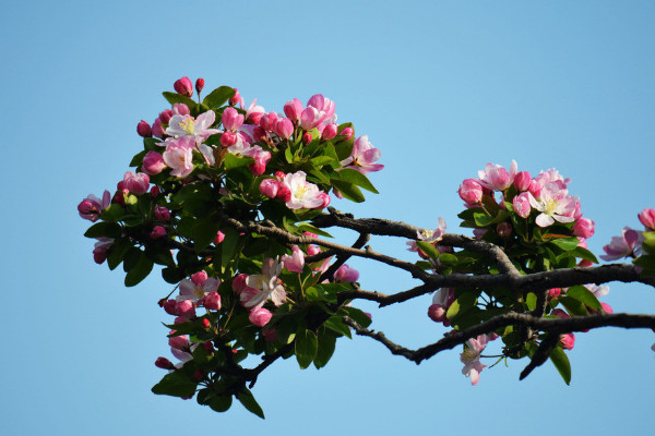 海棠花冬天在室外可以養(yǎng)嗎