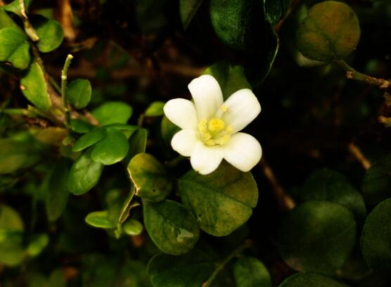 九里香的養(yǎng)殖方法和注意事項，老農總結出七大養(yǎng)殖基本方法