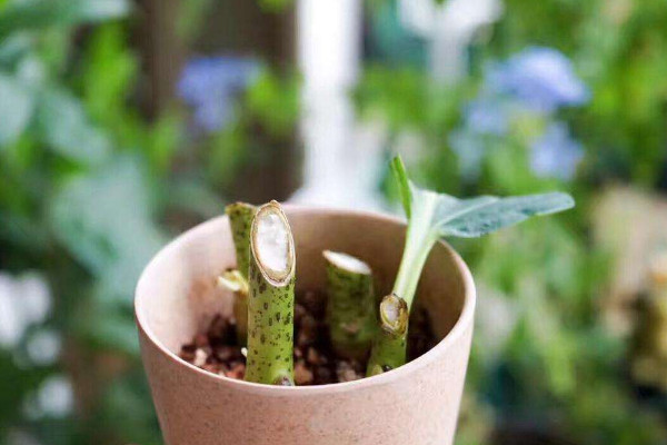 富貴竹扦插繁殖的方法，1~4月份都可以扦插