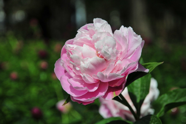 芍藥夏天移栽后就不開(kāi)花了嗎