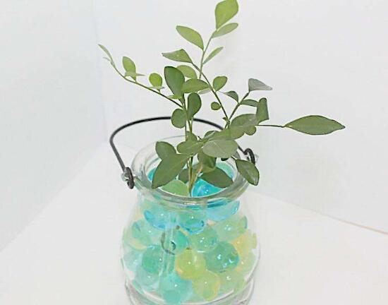 九里香可以水培嗎，九里香水培的養(yǎng)殖方法