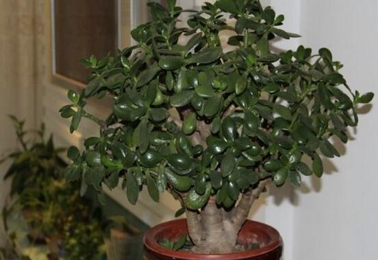 植物燕子掌有毒嗎，無(wú)毒與有毒需待進(jìn)一步科學(xué)考證(證據(jù)不足)