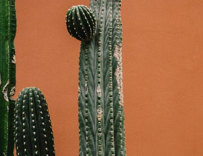 仙人球長(zhǎng)小球要修剪嗎，最好把這些小球進(jìn)行移栽