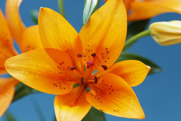 百合花可以反復(fù)開花嗎