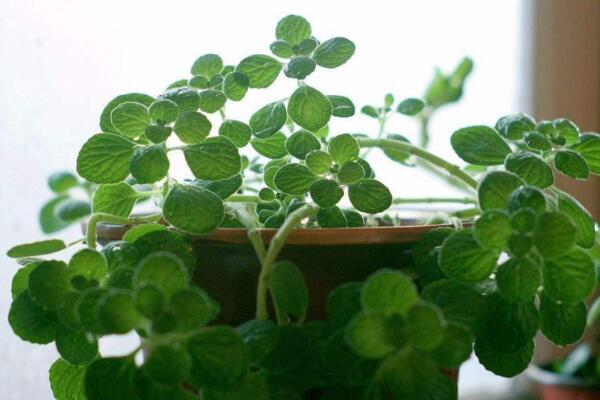 碰碰香怎么修剪，3步即可完成碰碰香的修剪