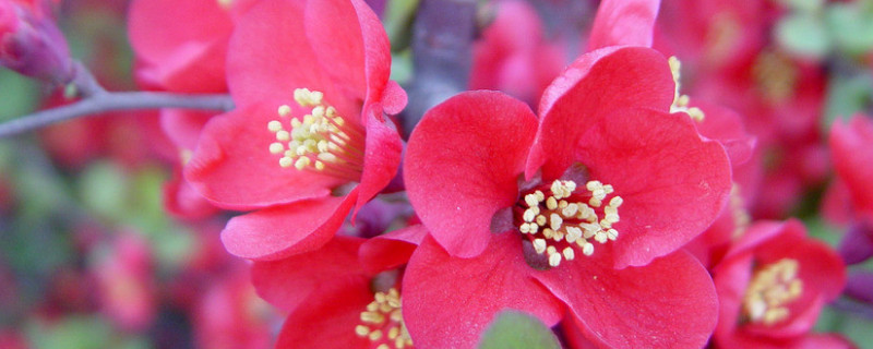 紅梅葉子蔫了怎么補(bǔ)救