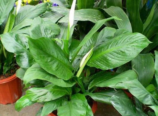 一帆風(fēng)順多久澆一次水，做到不干不澆、澆則澆透原則