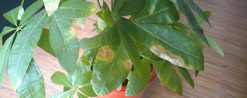 幸福樹葉子發(fā)黃掉落