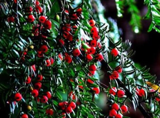 紅豆杉的正確食用方法，盤點(diǎn)營(yíng)養(yǎng)價(jià)值最高四種方法