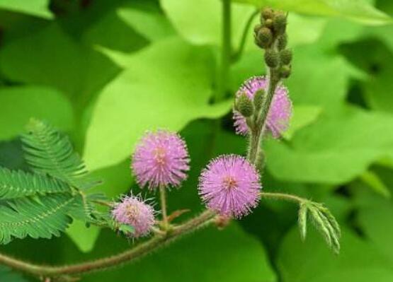 含羞草對人體有害嗎，微毒無害/美化家居、凈化空氣