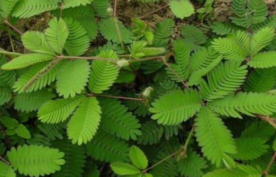 常碰含羞草有毒嗎，導(dǎo)致頭發(fā)眉毛發(fā)黃脫落(最好避免)