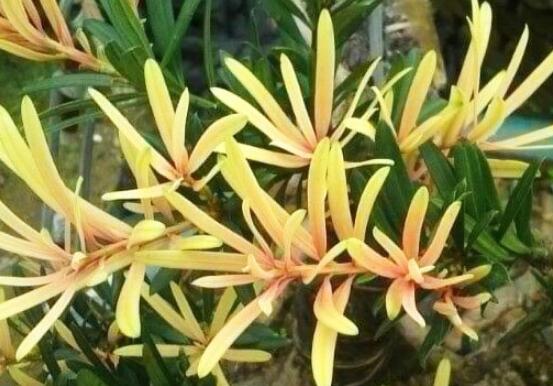 什么品種羅漢松最貴，珍珠羅漢松當(dāng)之無愧(售價(jià)高達(dá)上百萬)