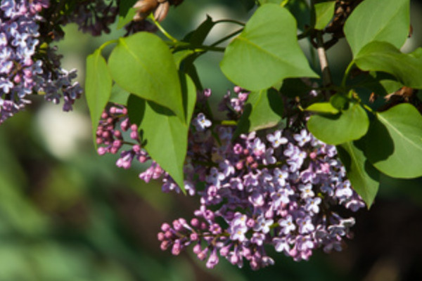 紫羅蘭冬天會(huì)不會(huì)凍死