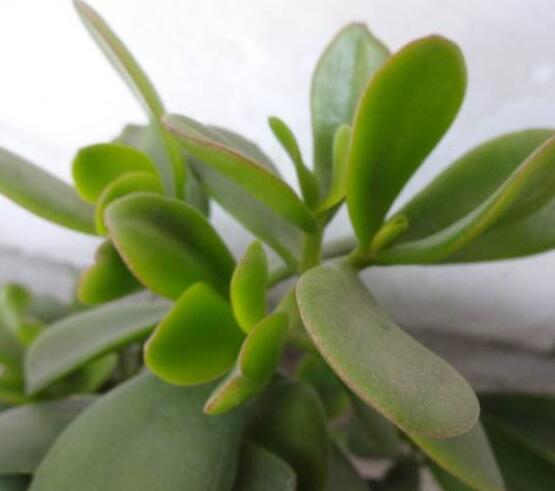 燕子掌炭疽病怎么辦，及時摘除病葉、噴灑藥物(合適溫度光照)