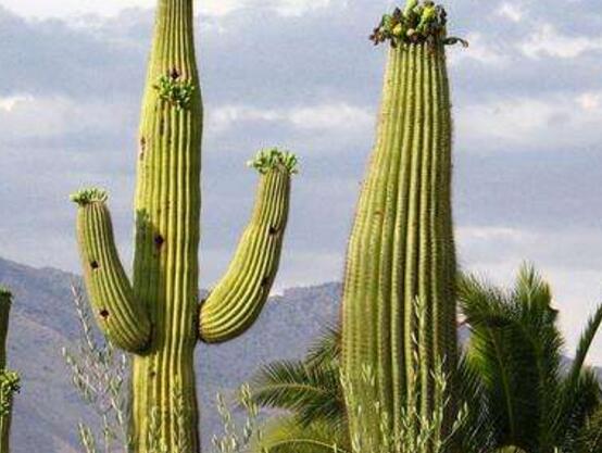仙人掌為什么不用澆水，因吸水能力太強(qiáng)