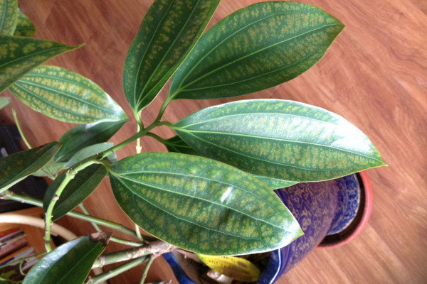 平安樹葉子干枯是怎么回事，環(huán)境變化過大要養(yǎng)護(hù)一段時(shí)間