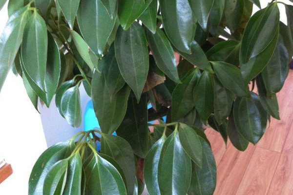 平安樹(shù)如何快速生根