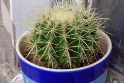 仙人球澆水方法，不同的季節(jié)植株對水分的需求不同