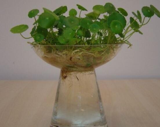 銅錢草水培好還是土培好，水培和土培兩者皆好