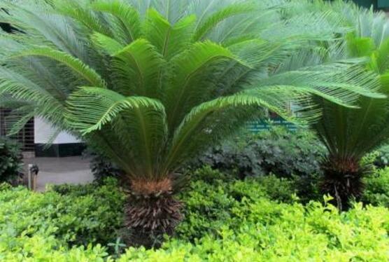 鐵樹有幾種，細(xì)數(shù)最好看的六大品種