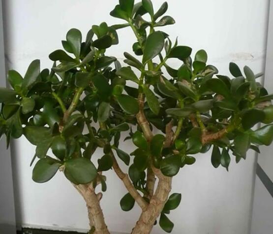 燕子掌能放在室內(nèi)養(yǎng)嗎，能/吸收有害氣體、釋放氧氣(身體健康)