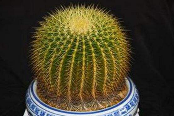 仙人掌適合在室內(nèi)養(yǎng)嗎，吸收輻射、釋放氧氣