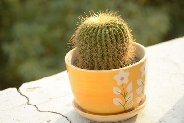 如何養(yǎng)好仙人球，做好以下5點最為關(guān)鍵