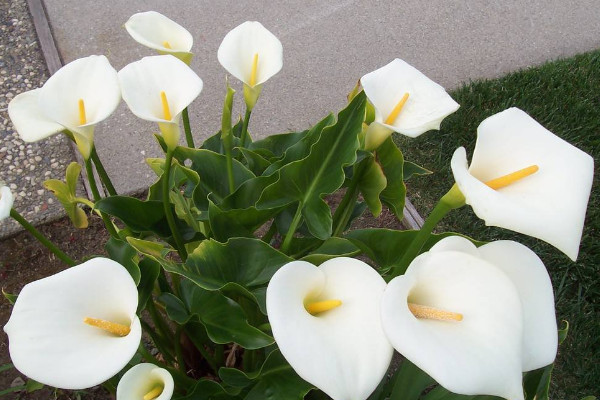 馬蹄蓮花怎么養(yǎng)，使用肥沃疏松養(yǎng)分足的粘壤土栽培