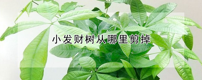小發(fā)財(cái)樹從哪里剪掉