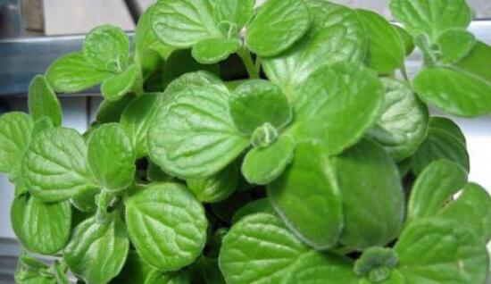 碰碰香的養(yǎng)殖方法，土壤陽光澆水施肥修剪病蟲害缺一不可